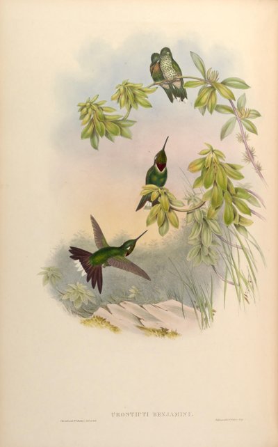 Urosticte benjamini by John Gould